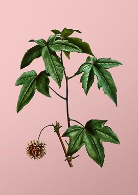 Vintage Botanical on Pink