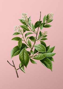 Vintage Botanical on Pink