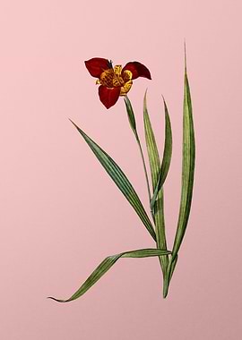 Tiger Flower on Pink