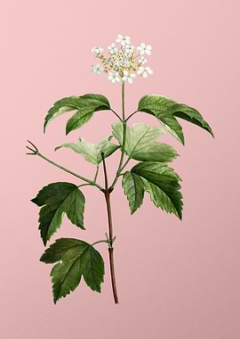 White Flower on Pink
