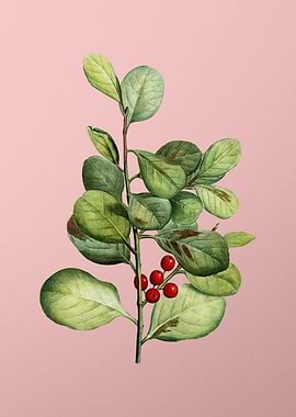 Fruit Illustration on Pink