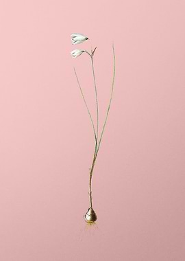 Snowbell Flower on Pink