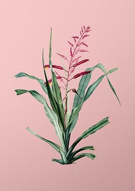 Pitcairnia Bromeliaefolia