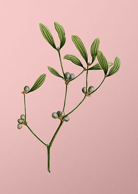 Antique Botanical on Pink