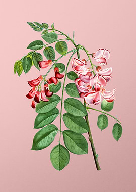 Red and Pink Flowers