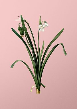 Summer Snowflake on Pink