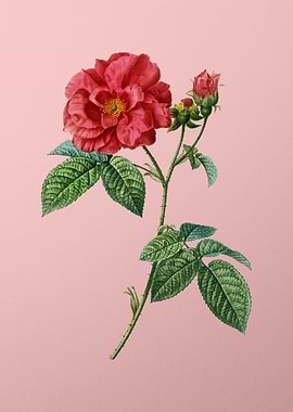 Red Flower Illustration