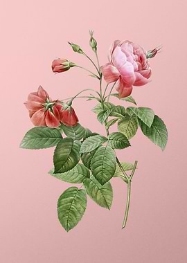 Pink Boursault Rose Flower