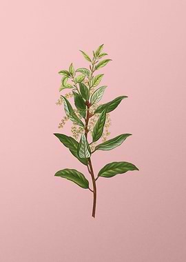 Vintage Botanical on Pink