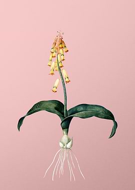 Watsonia Flower on Pink