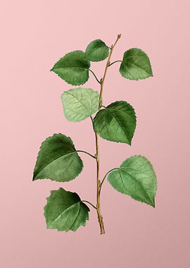 Vintage Floral on Pink