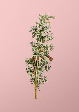 Vintage Botanical on Pink