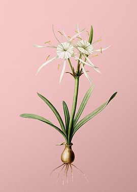 Streambank Spiderlily