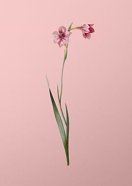 Sword Lily Flower on Pink