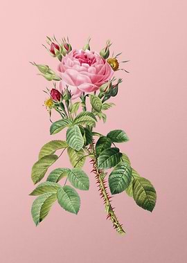 Lelieurs Four Season Rose