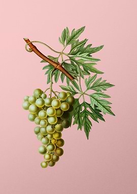 Fruit Illustration on Pink