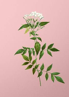 White Flower on Pink