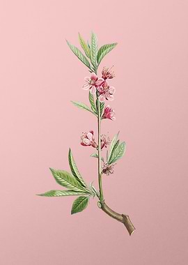 Pink Flower Branch