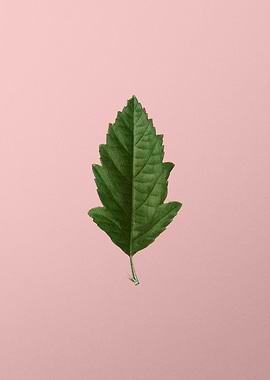 Antique Botanical on Pink