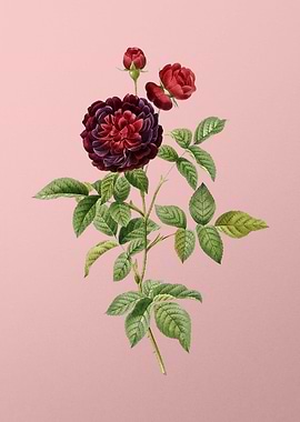 One Hundred Leaved Rose