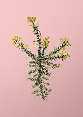 Yellow Flowers on Pink