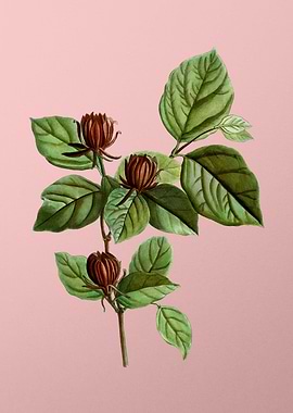 Vintage Botanical on Pink