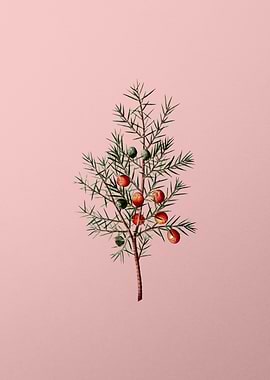 Fruit Illustration on Pink