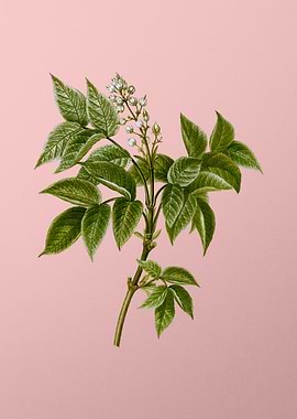 Vintage Botanical on Pink