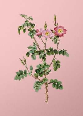 Prickly Sweetbriar Rose