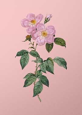 Tea Scented Roses Bloom