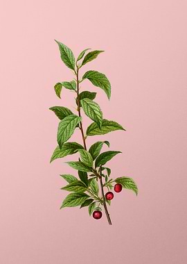 Fruit Illustration on Pink