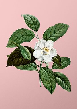 White Flower Blanc Pink