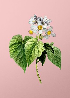 White Flowers on Pink