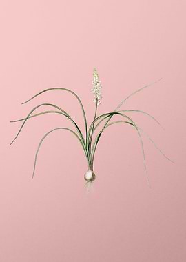 Lachenalia Angustifolia