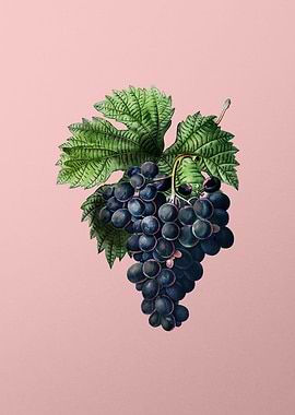 Fruit Illustration on Pink