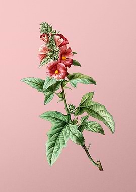 Red and Pink Flowers