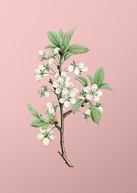 White Plum Flower on Pink