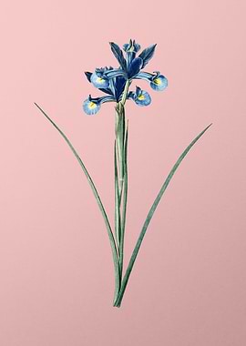 Spanish Iris on Pink