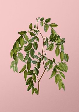 Vintage Botanical on Pink