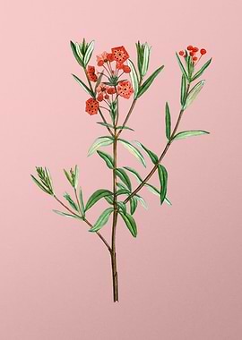 Red Flower Illustration