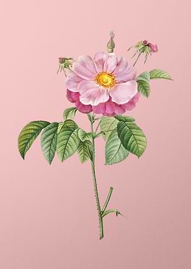 Speckled Provins Rose