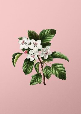 White Flower Blanc Pink