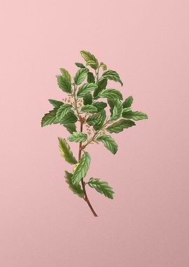Vintage Botanical on Pink