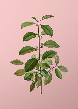 Vintage Botanical on Pink