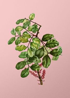 Vintage Botanical on Pink