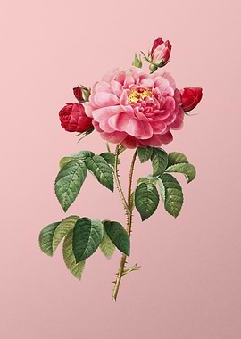 Duchess of Orleans Rose