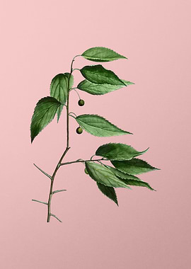 Vintage Botanical on Pink