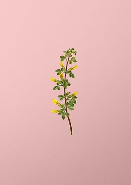 Yellow Flower on Pink