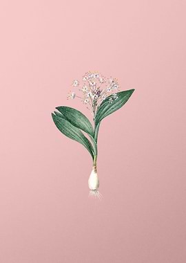 Vintage Pygmy Hyacinth