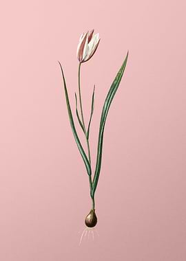 Lady Tulip Flower on Pink